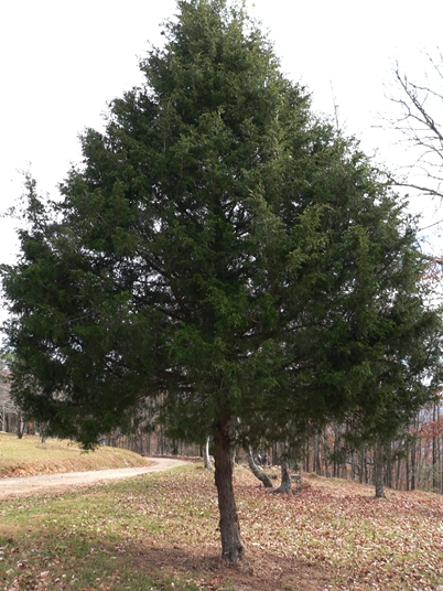 {Juniperus virginiana}